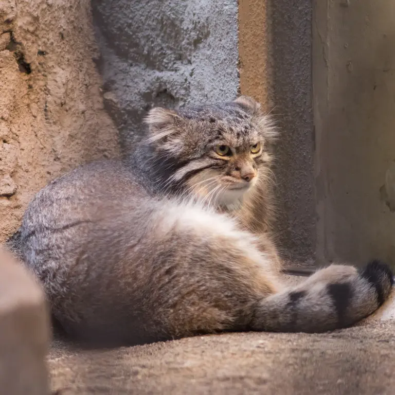 野毛山動物園のフィーガの写真