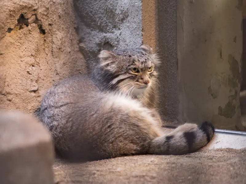 野毛山動物園のフィーガの写真