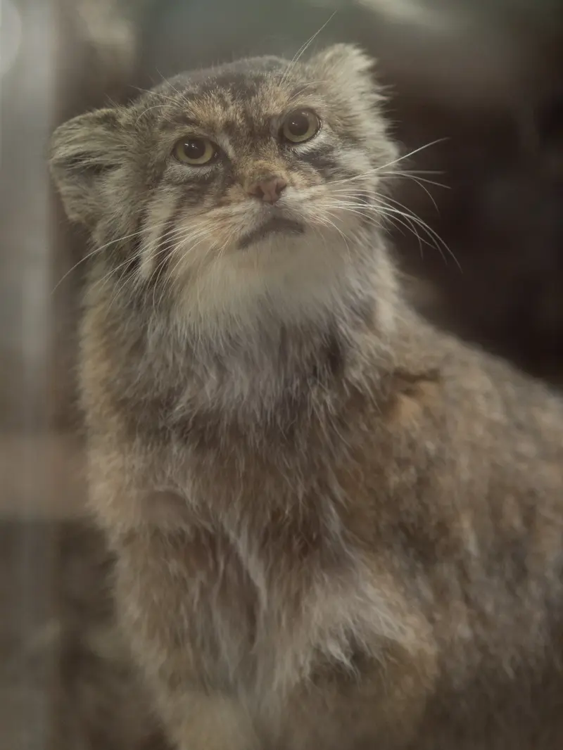 恩賜上野動物園のプリームラの写真