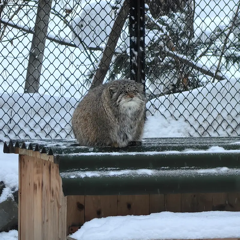 ノヴォシビルスク動物園のミアの写真