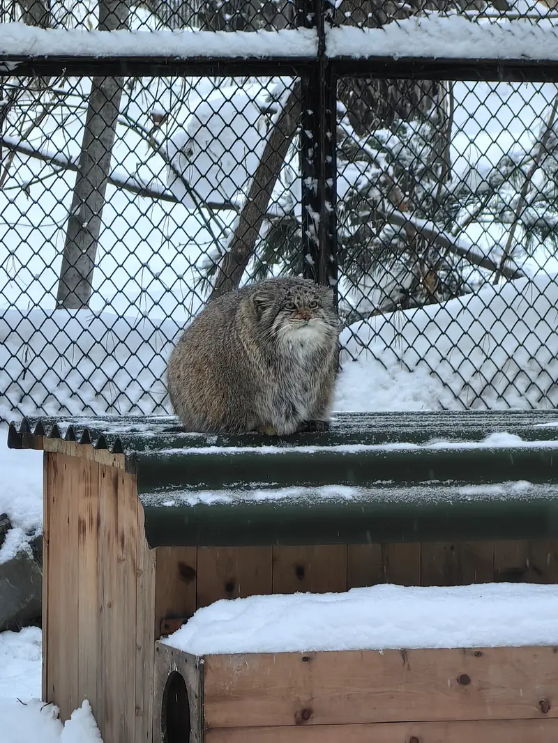ノヴォシビルスク動物園のミアの写真