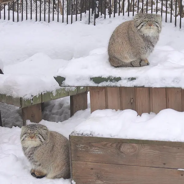 ノヴォシビルスク動物園のキムとスキフの写真