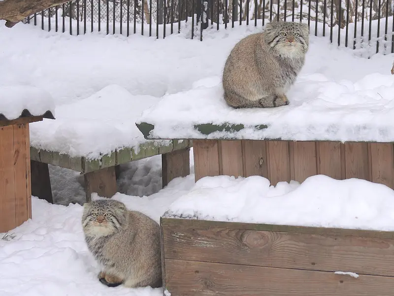 ノヴォシビルスク動物園のキムとスキフの写真