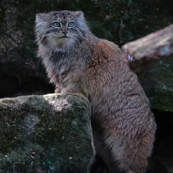 ロッテルダム動物園のポエスの写真