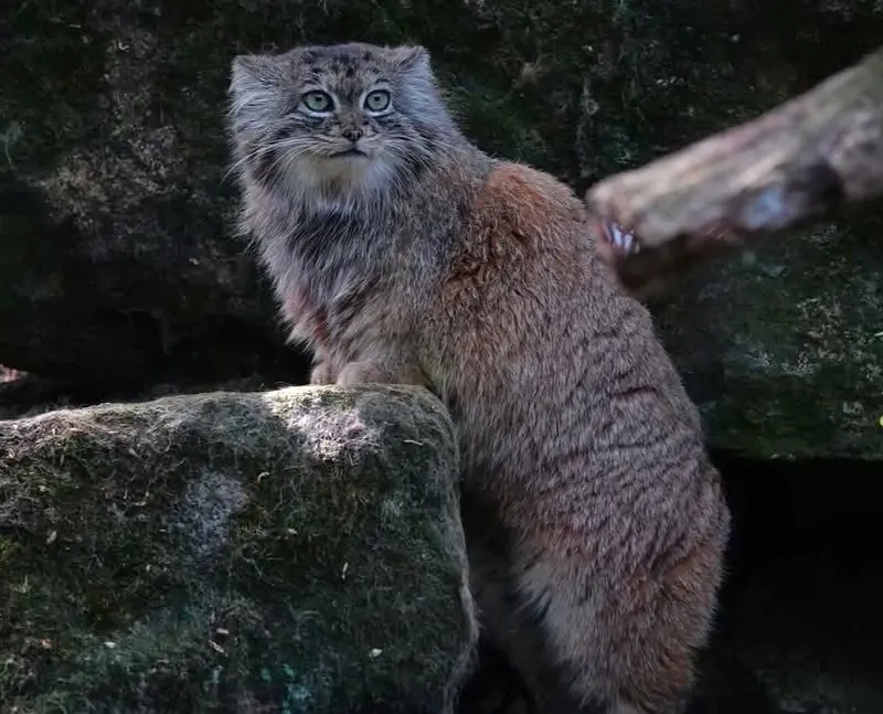 ロッテルダム動物園のポエスの写真