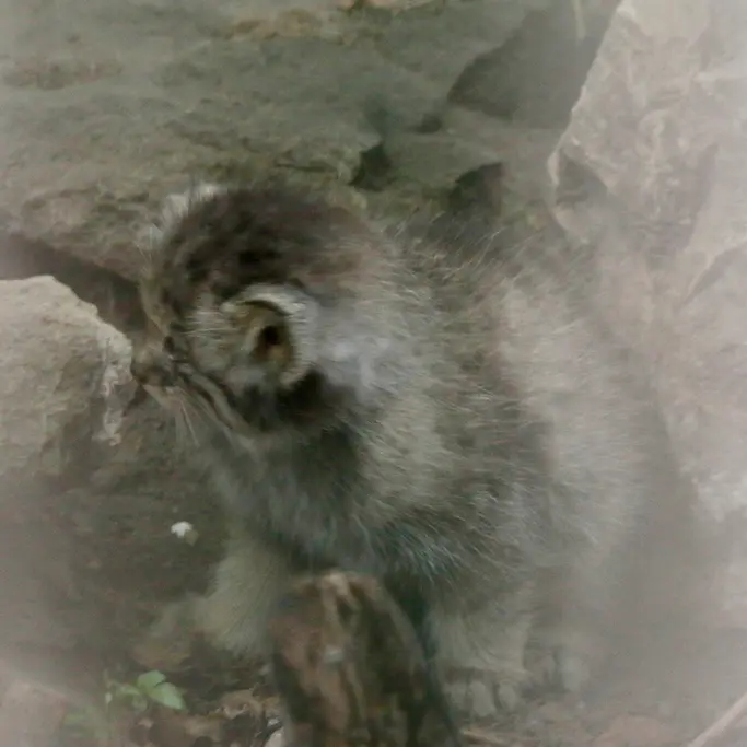 ブダペスト動物園＆植物園のボリス Ⅱの写真