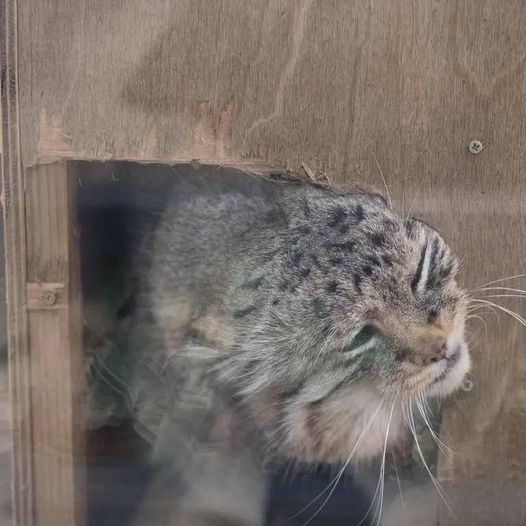 埼玉県こども動物自然公園のロータスの写真