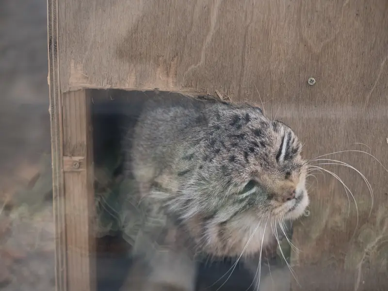 埼玉県こども動物自然公園のロータスの写真