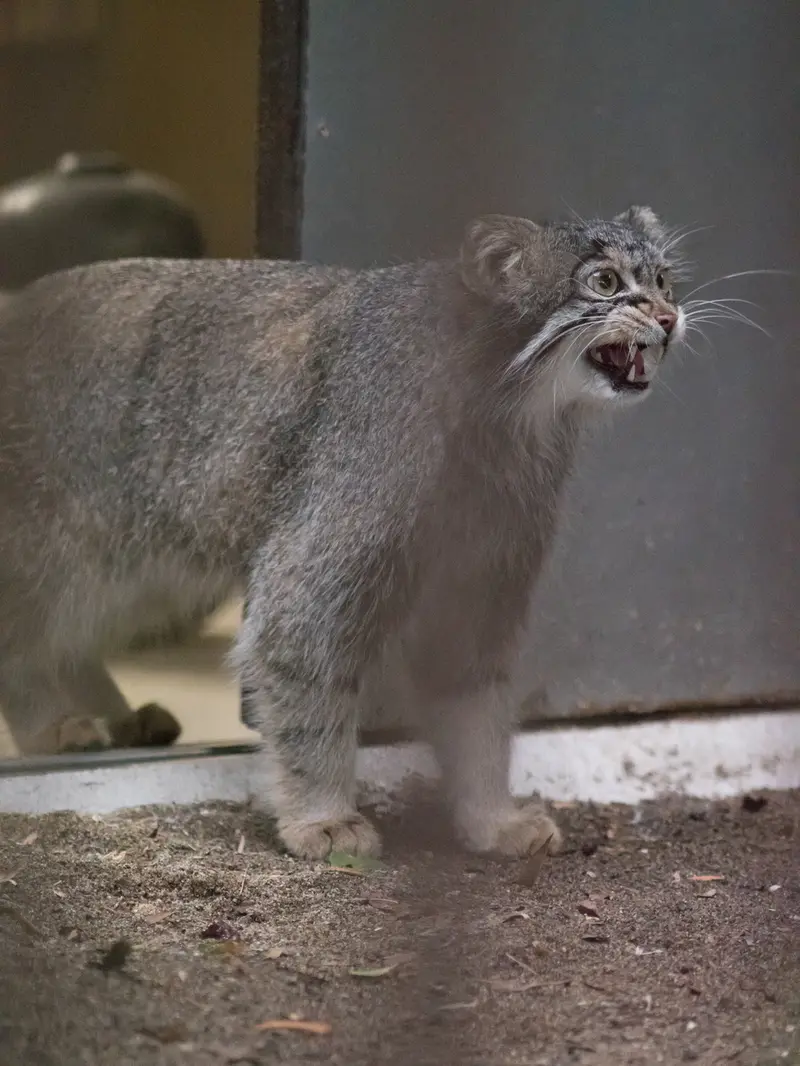 野毛山動物園のフィーガの写真