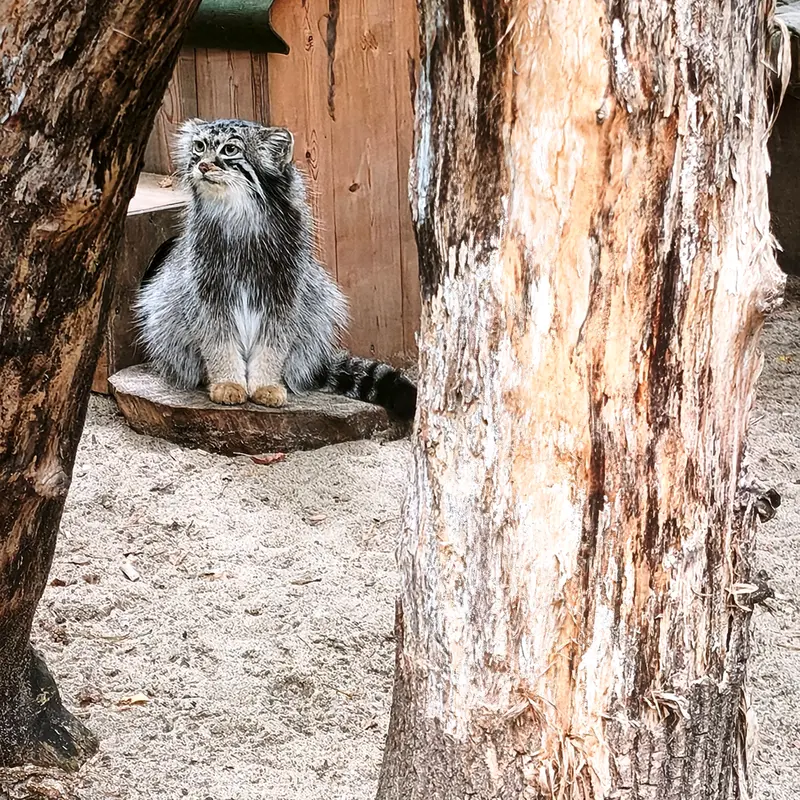 ノヴォシビルスク動物園のアーニャの写真