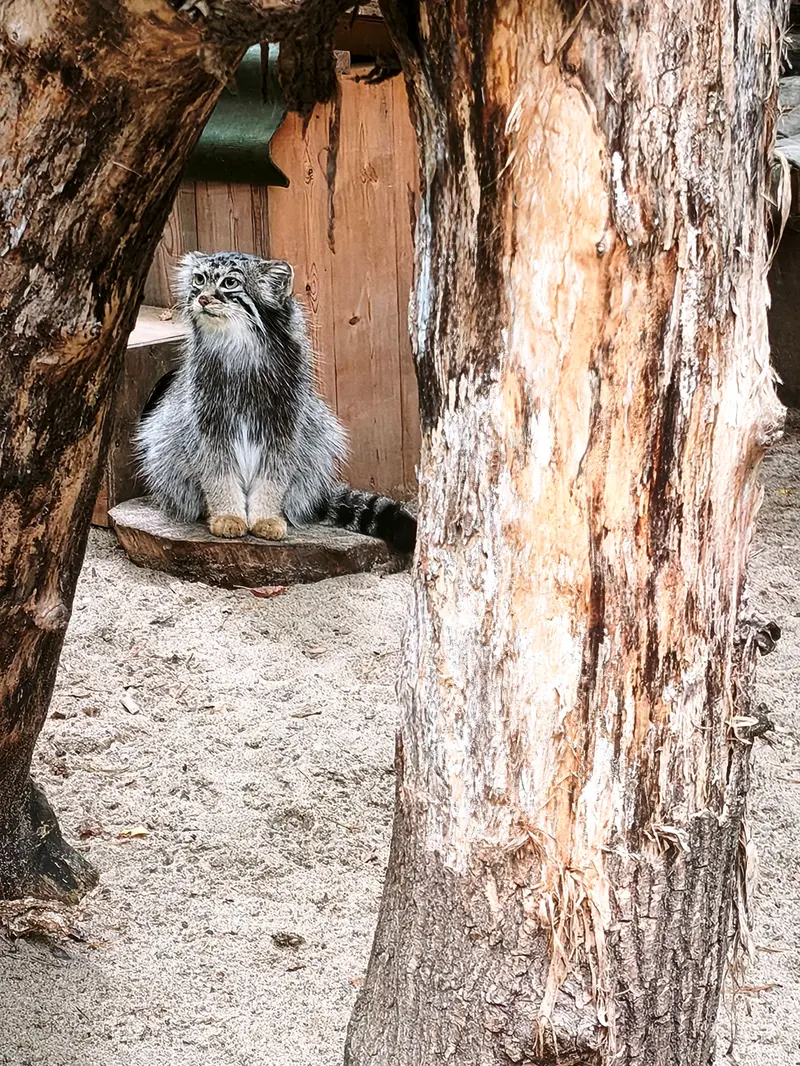 ノヴォシビルスク動物園のアーニャの写真