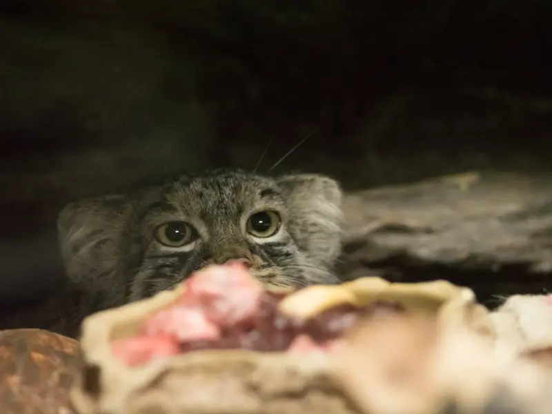 恩賜上野動物園のサフランの写真