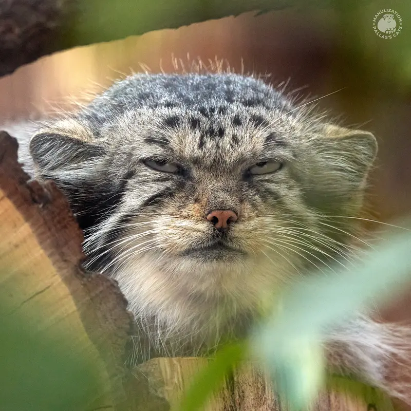 レニングラード動物園のナミカの写真