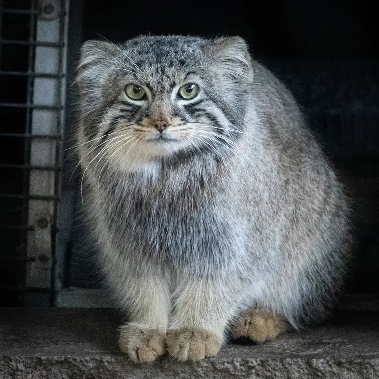 グレート・プレーンズ動物園のカズの写真