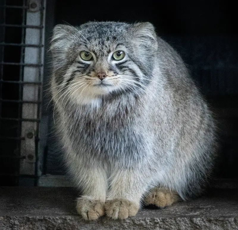 グレートプレーンズ動物園のカズの写真