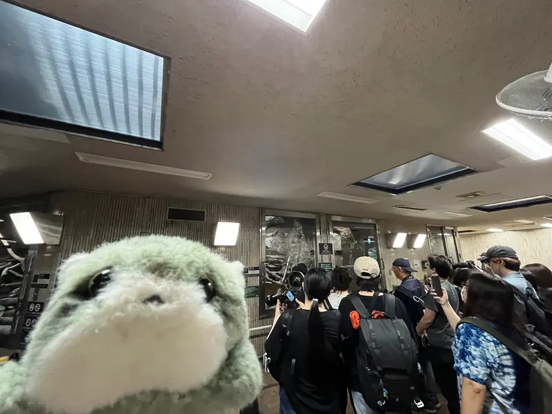 マヌルネコの写真