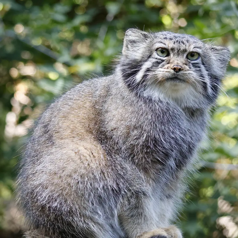 ノヴォシビルスク動物園のイヴの写真