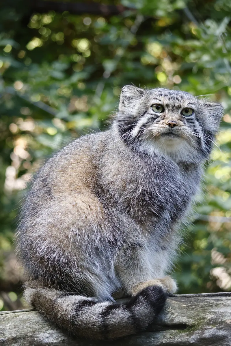 ノヴォシビルスク動物園のイヴの写真