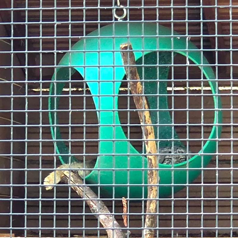 ニアイビ動物園のハルトの写真