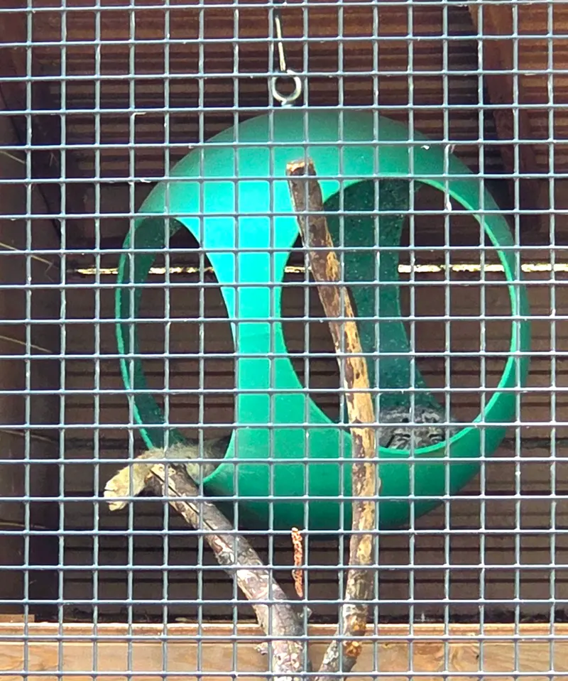 ニアビ動物園のハルトの写真