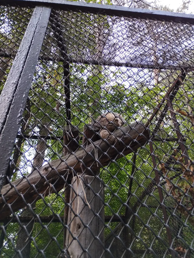 ノヴォシビルスク動物園のマヌルネコの写真