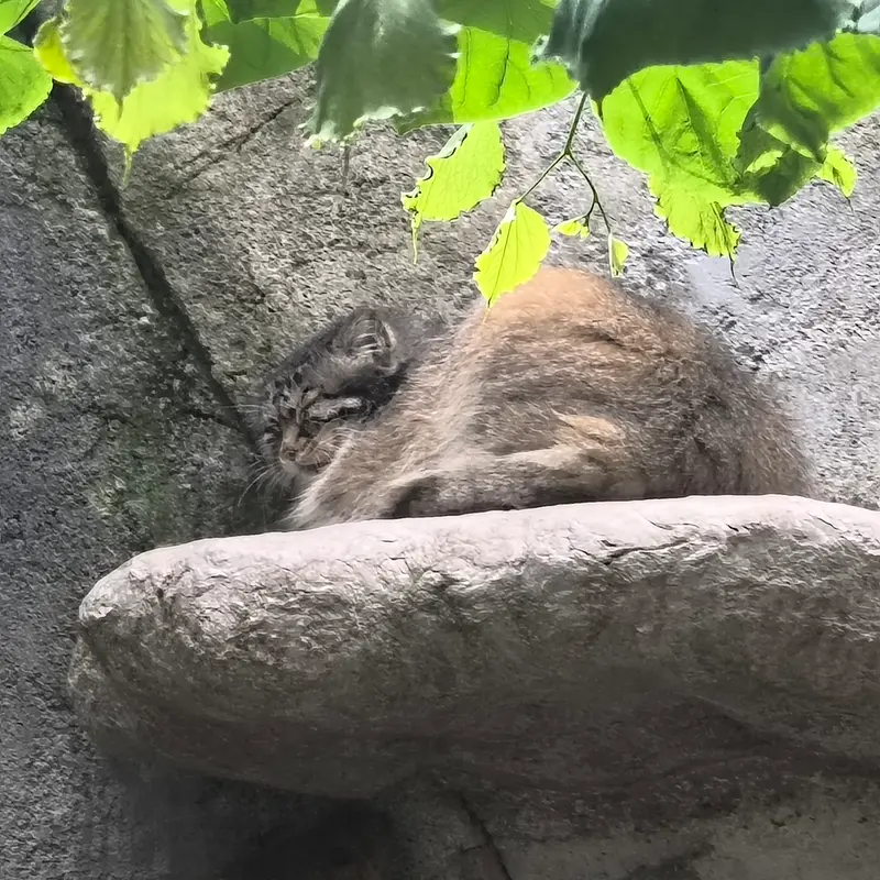コロンバス動物園・水族館のマヌルネコの写真