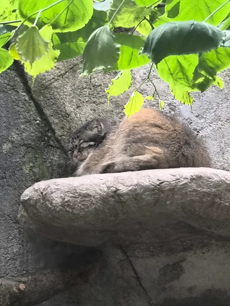 コロンバス動物園・水族館のマヌルネコの写真
