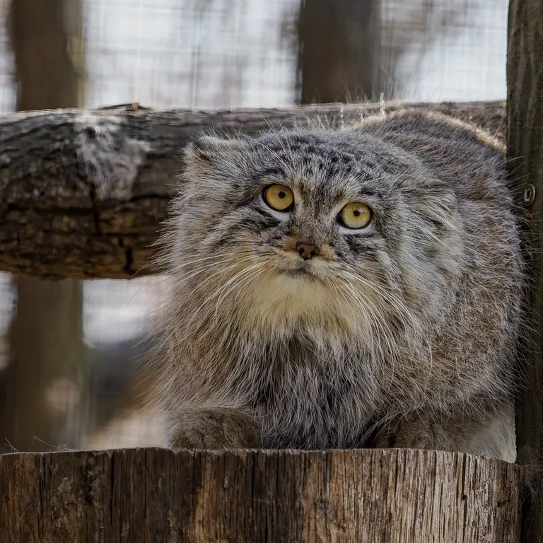 ブルノ動物園のアリウナーの写真