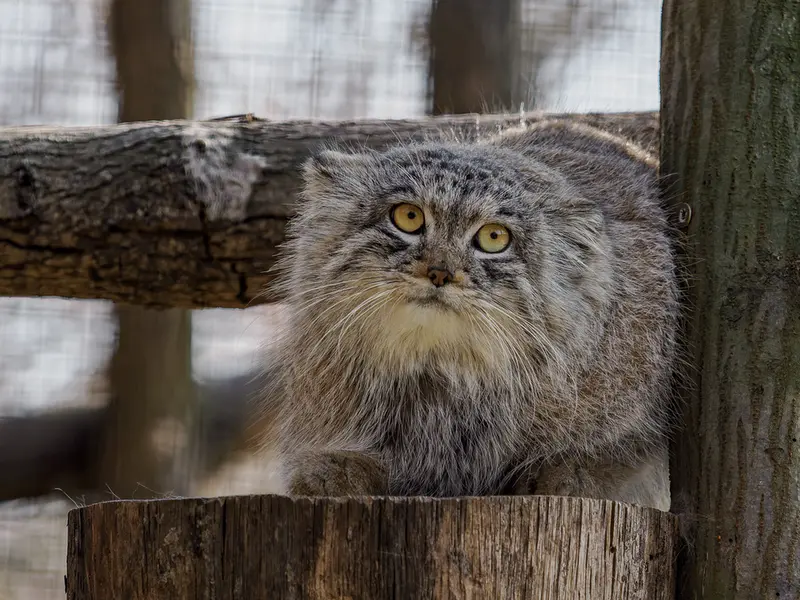 ブルノ動物園のアリウナーの写真