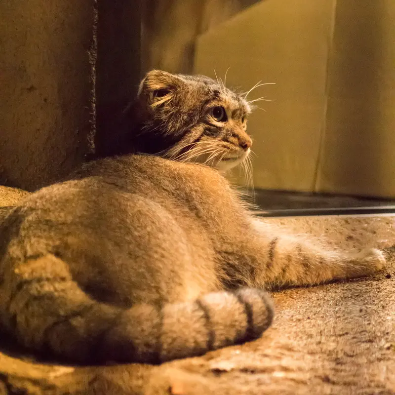 野毛山動物園のフィーガの写真