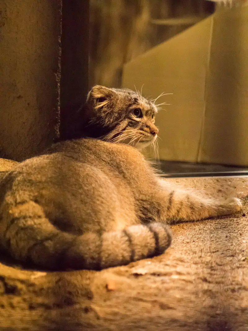 野毛山動物園のフィーガの写真