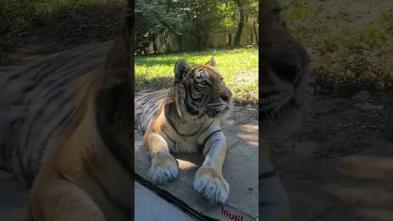 パルコ・ファウニスティコ・ラ・トルビエラのマヌルネコの動画