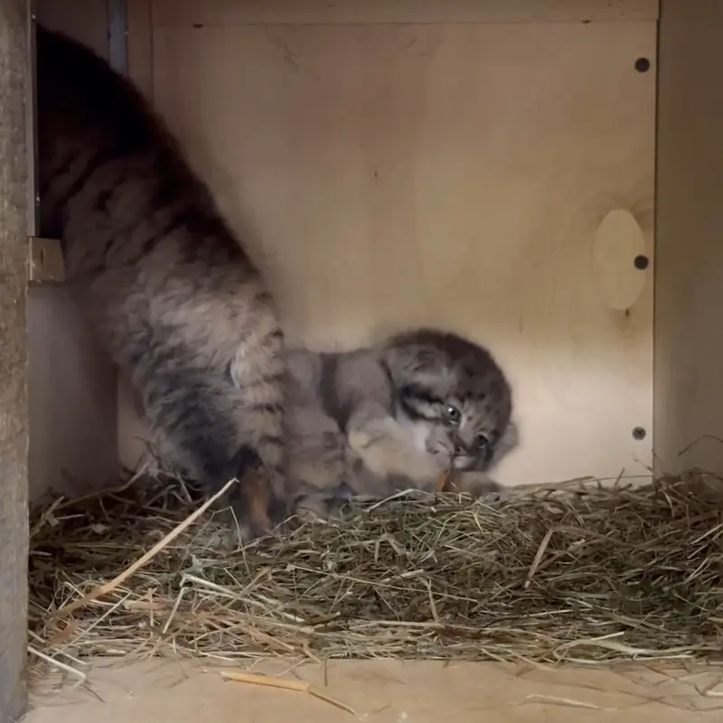 レニングラード動物園のマヌルネコの写真