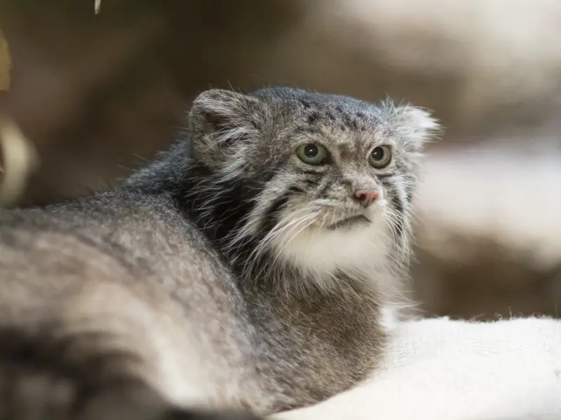 恩賜上野動物園のクリョンの写真