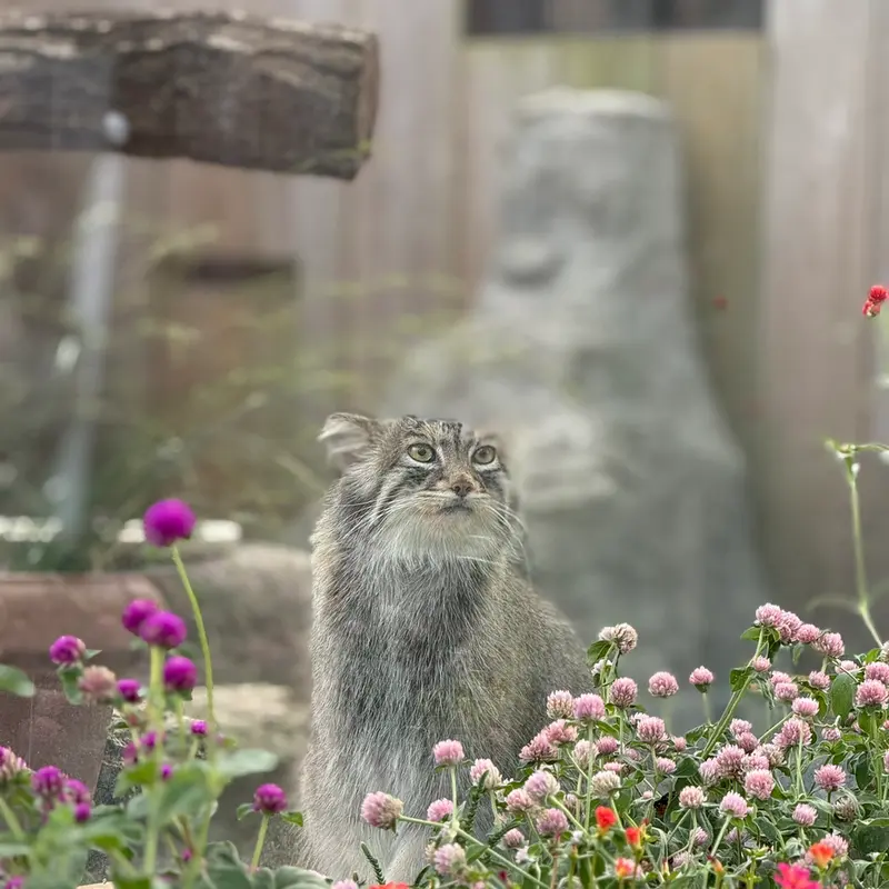 埼玉県こども動物自然公園のオリーヴァの写真