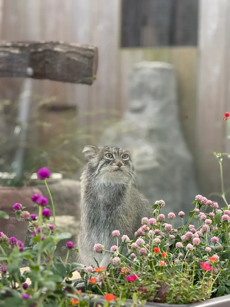 埼玉県こども動物自然公園のオリーヴァの写真