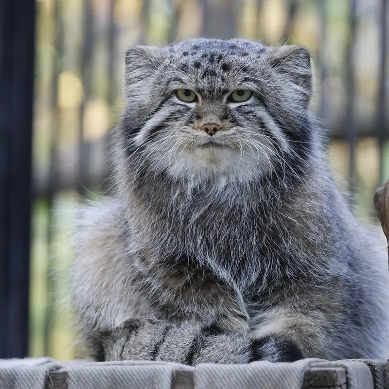 ノヴォシビルスク動物園のシルヴェスターの写真