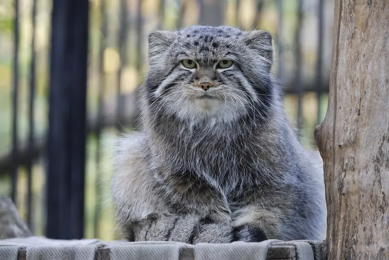 ノヴォシビルスク動物園のシルヴェスターの写真