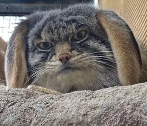 グルーシャの写真