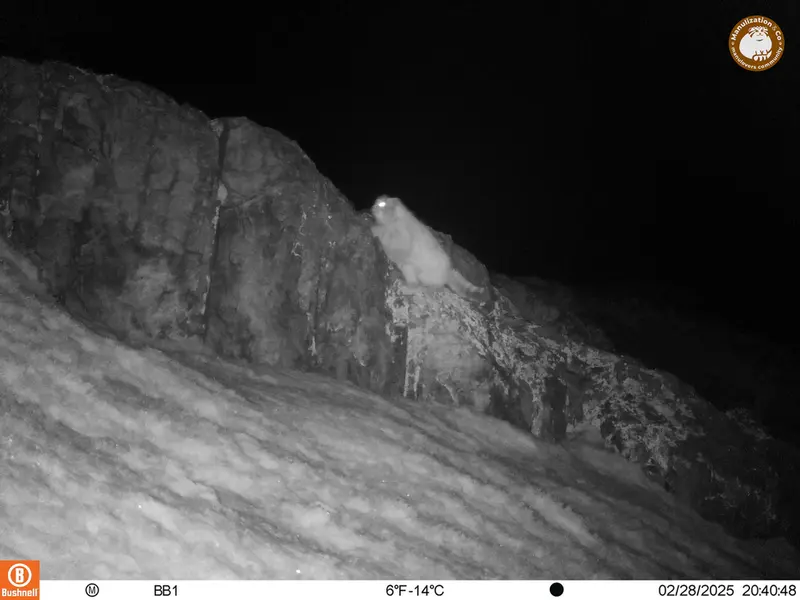 アクタス＝クンコラ［新］カメラトラップで撮影したOtocolobus manul manulの写真