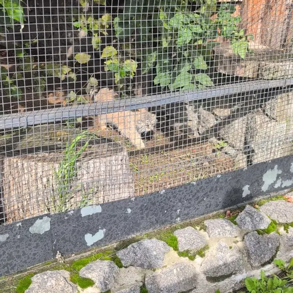 レニングラード動物園のマヌルネコの写真