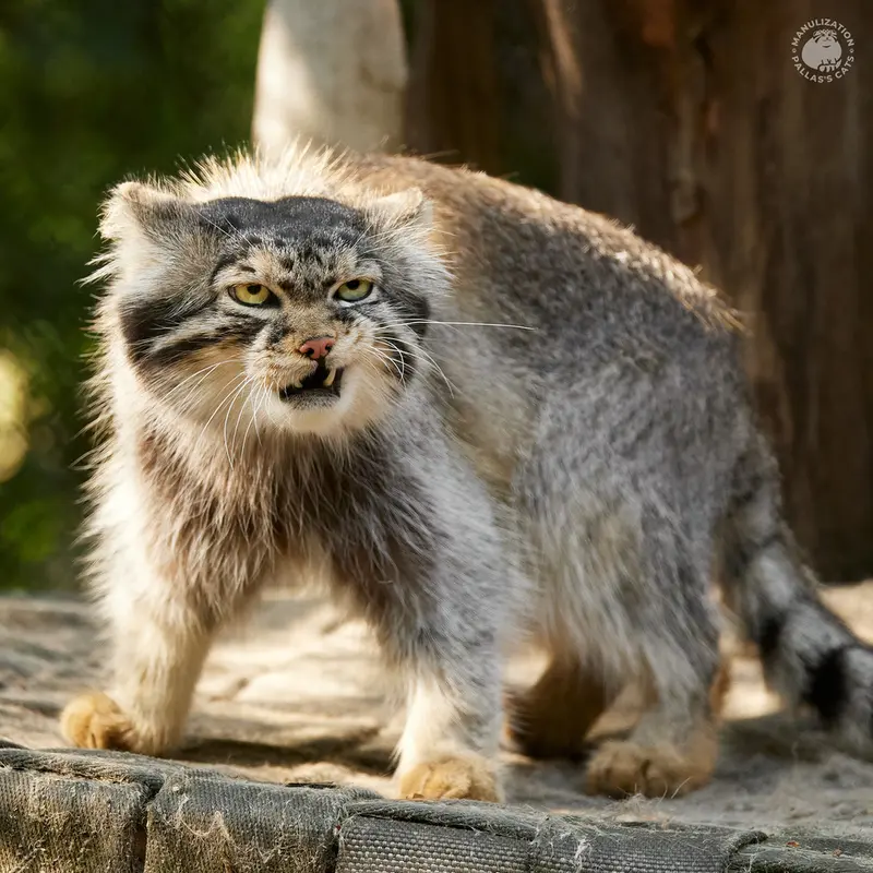 ノヴォシビルスク動物園のジョージの写真