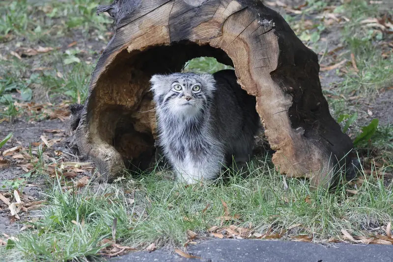 モスクワ動物園のティモフェイの写真