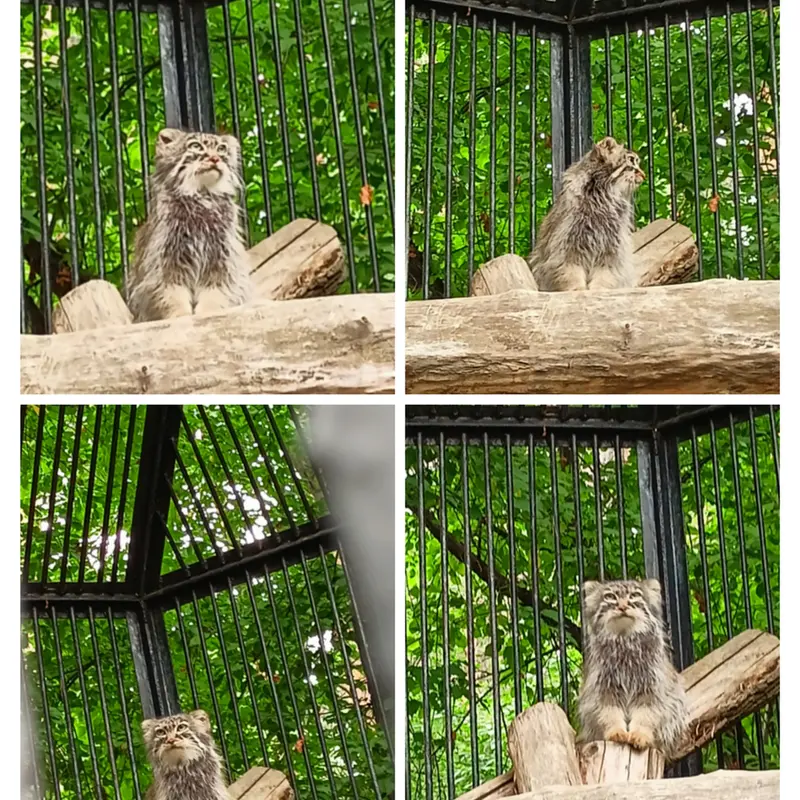 ノヴォシビルスク動物園のガビの写真