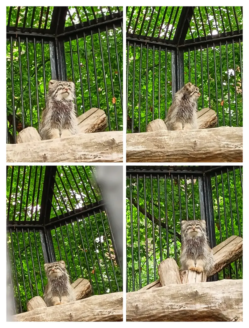 ノヴォシビルスク動物園のガビの写真