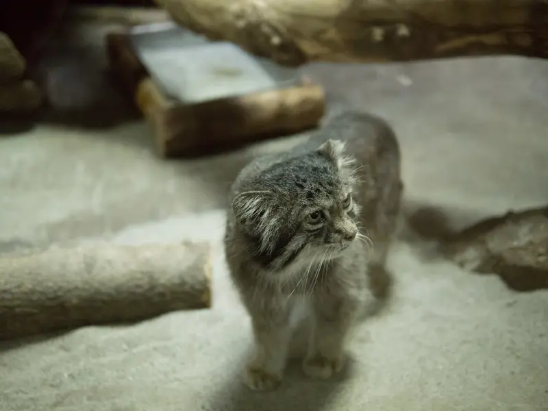 恩賜上野動物園のクリョンの写真