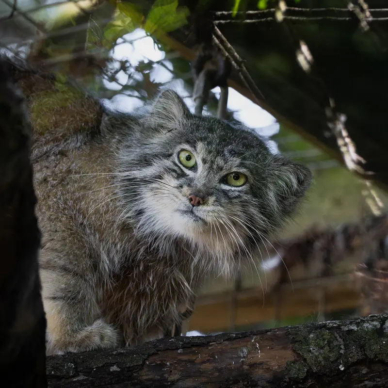 バナム動物園のマヌルネコのクルキ