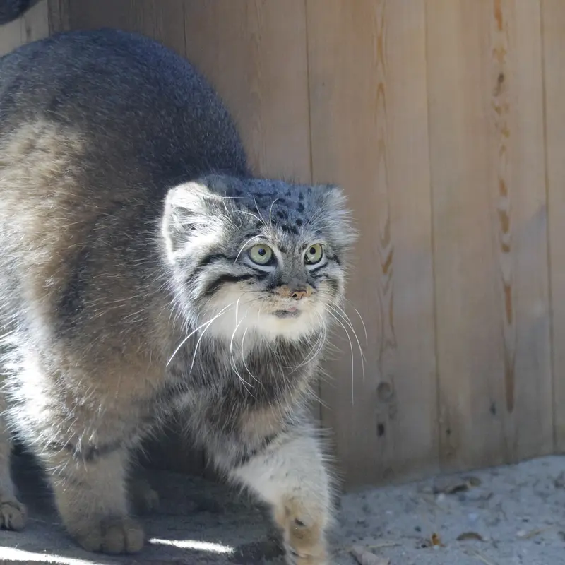 ノヴォシビルスク動物園のアーニャの写真