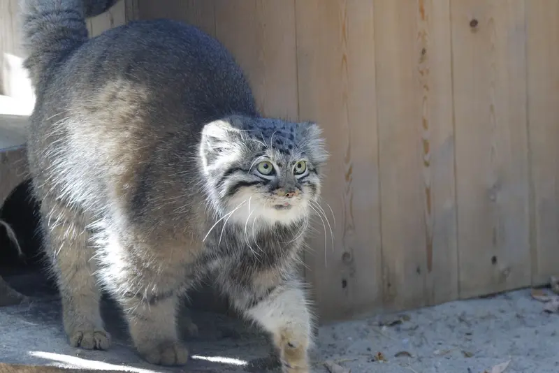 ノヴォシビルスク動物園のアーニャの写真
