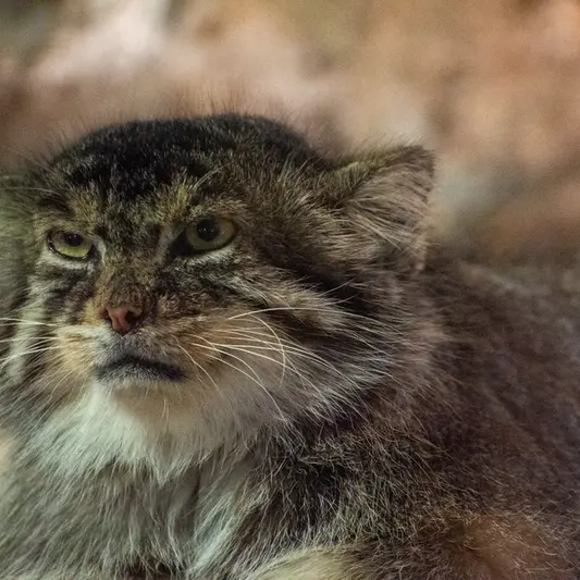 恩賜上野動物園のプリームラの写真